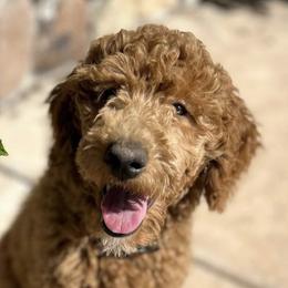 Cockapoos, Cocker Spaniels, and Poodles from Desert Puppies