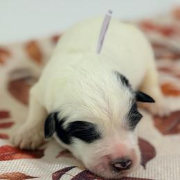 Spirit - White and badger female Great Pyrenees puppy in San Marcos, California from Faith Family Freedom Farm