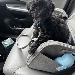 Cavapoo All Grown Up from J'Adore Doodles