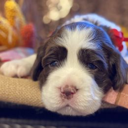 English Springer Spaniel Puppies from Cedarhaven Springers