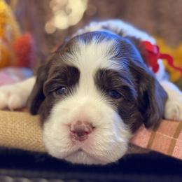 English Springer Spaniel Puppies from Cedarhaven Springers