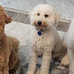 Goldendoodles from Faithfully Doodles