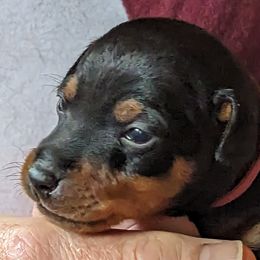 Irish Water Spaniel and Manchester Terrier Puppies from Coltsfoot Farm