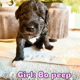 Girl 1 - Blue female Bedlington Terrier puppy in Cypress, Texas from Little Starz Bedlington