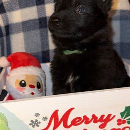 Dark Green - Black male German Shepherd puppy in Columbus, Georgia from Blue Phoenix Shepherds