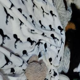Collies from Collies