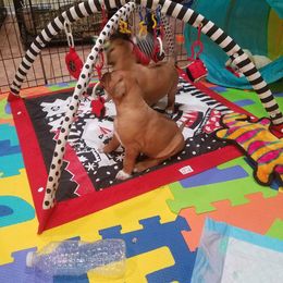 Rhodesian Ridgeback Puppies from Lyonnese Rhodesian Ridgebacks- Debbie Holly