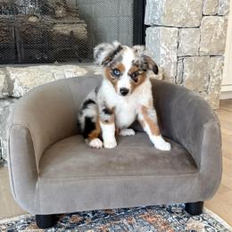 TOPAZ - Blue merle male Miniature American Shepherd puppy in Bixby, Oklahoma from Roeboat Aussies