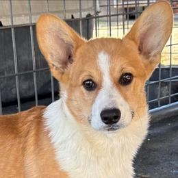 Tan Boy 4 - Red male Pembroke Welsh Corgi puppy in Bay Area, California from MJ's Corgis