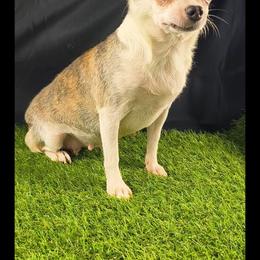 Sapphire - Chihuahua