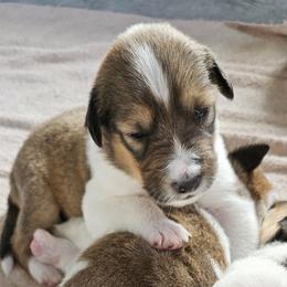 Old Time Scotch Collie Puppies from Ashgrove Farm