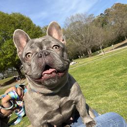 Violet - Brindle female French Bulldog puppy in Charlotte, North Carolina from Cosofme Frenchies