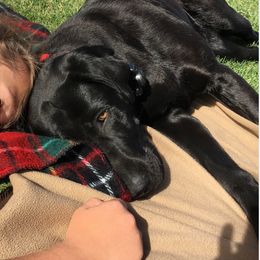 Labrador Retriever All Grown Up from Rocky Mountain Dogs - Utah