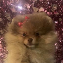 Heidi - Chocolate sable female Pomeranian puppy in Eastover, North Carolina from Tea-Cake Pomeranians of The Carolinas