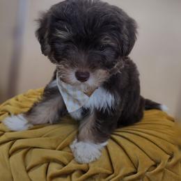 Cadbury - Phantom male Bernedoodle puppy in Decatur, Tennessee from Diamond's Doodles