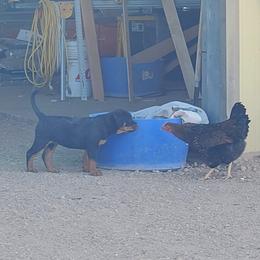 Rottweiler Puppies from Gottlïchen Rottweilers
