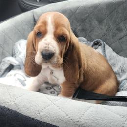 Grey Collar - Mahogany and white female Basset Hound puppy in Alton, Illinois from Show Me Great Danes and Basset Hounds