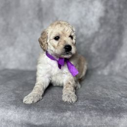 Marina's Purple Female - Cream female Goldendoodle puppy in Piedmont, South Carolina from The Farm at Saluda Ridge