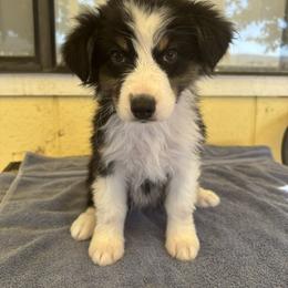 Australian Shepherd Puppies from Al Sira Australian Shepherds