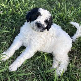Portuguese Water Dog puppies from Boardwalk Water Dogs