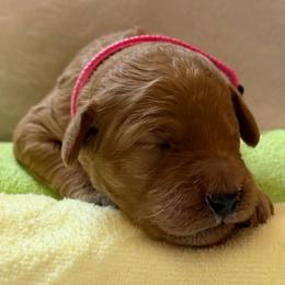 Girl 3 Pink Collar - Red  female Goldendoodle puppy in Toledo, Ohio from Avery Doodle Day LLC