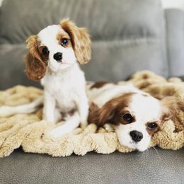 Cavalier King Charles Spaniels from Pixie Dust Cavaliers