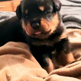 Rottweiler Puppies from Gottlïchen Rottweilers