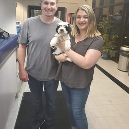 Tibetan Terrier Puppies from Zara Tibetan Terriers