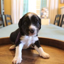 Bernedoodle Puppies from Doodle Dealers