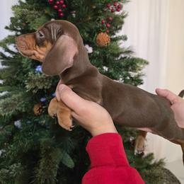 Chocolate female - Chocolate and tan female Dachshund puppy in Hesperia, California from VOM HAUSE Imperial