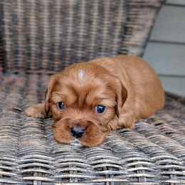 Oak - Ruby male Cavalier King Charles Spaniel puppy in Medford, Wisconsin from Panache Puppies