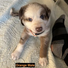 Australian Shepherd Puppies from Aussie Tree-O