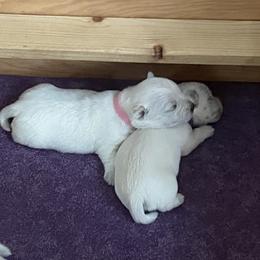 Girl 1 - White female West Highland White Terrier puppy in Idabel, Oklahoma from Ravens Nest Westies