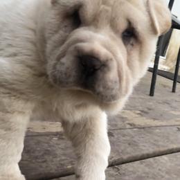 Chinese Shar-Pei Puppies from HapPei House of Wrinkles