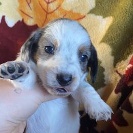 Dachshund Puppies from LPS weenies
