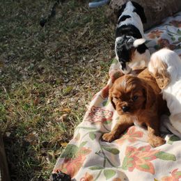 Cavalier King Charles Spaniel Puppies from Critter's Cottage Cavaliers