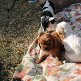 Cavalier King Charles Spaniel Puppies from Critter's Cottage Cavaliers