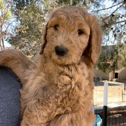 Goldendoodle Puppies from High Desert Doodles