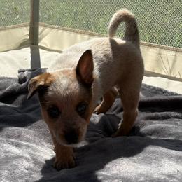 Oscar - Red mottled male Australian Cattle Dog puppy in Seneca, Missouri from MO Morningstar Heelers