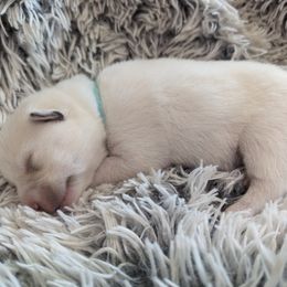 Pomsky Puppies from Valparaiso Pomskys