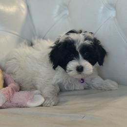 Cowie - Black and white female Bernedoodle puppy in Gainesville, Florida from Alyssa Xxweetdoodles