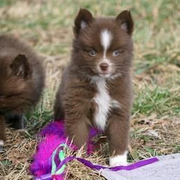 TOY Chocolate Girl Blue Eyes - Chocolate female Pomsky puppy in Frazeysburg, Ohio from Mountain High Kennels