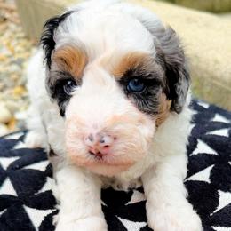 Latte - Merle male Bernedoodle puppy in Sherman, Illinois from Shirl Doodle Life