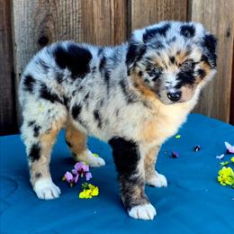 Porsche - Blue merle female Miniature Australian Shepherd puppy in Stevinson, California from Aussies De Linares