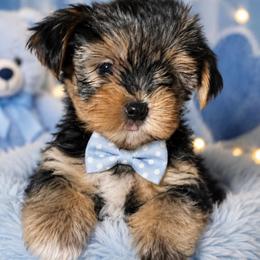 Traditional boy black head - Black and tan male Yorkshire Terrier puppy in Ohio from Britt n Cindys Yorkshire Terriers