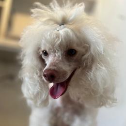 Minnie - Poodle