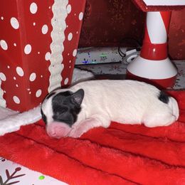 Aspen - Parti male Yorkipoo puppy in Clifton, New Jersey from Kdash_yorkies