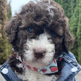 Jim - Bernedoodle puppy in Washougal, Washington from Sandy Creek Bernedoodles
