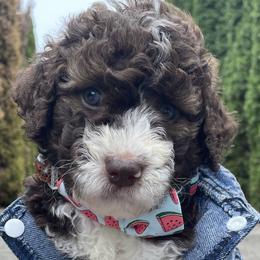 Jim - Bernedoodle puppy in Washougal, Washington from Sandy Creek Bernedoodles