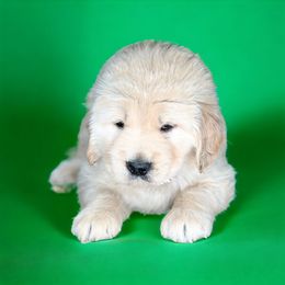 Green Boy - Golden Retriever puppy in Carmel, Indiana from Sterling Valleys Goldens and Aussies